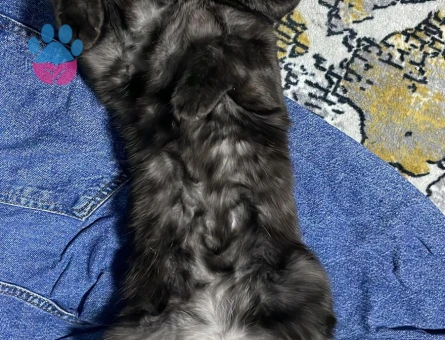 British SHorthair Kedime eş arıyorum