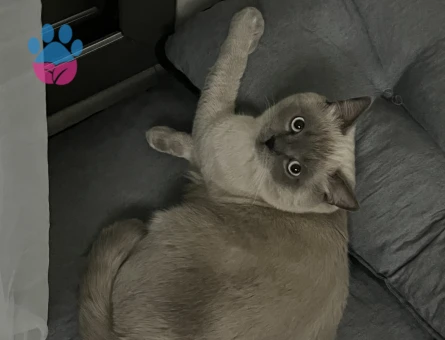 Kedimi çiftleştirmek istiyorum