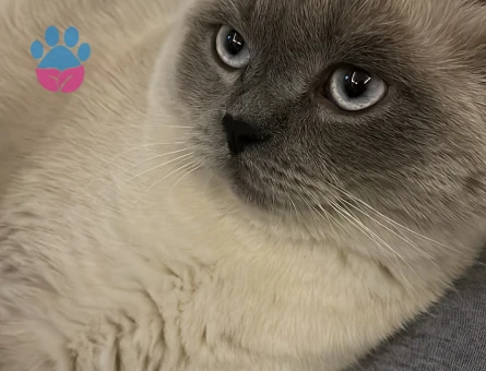 Kedimi çiftleştirmek istiyorum