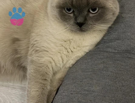 Kedimi çiftleştirmek istiyorum