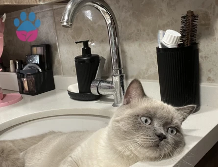 Kedimi çiftleştirmek istiyorum