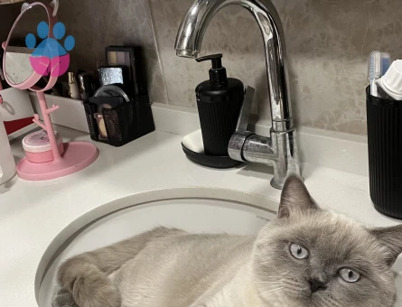 Kedimi çiftleştirmek istiyorum