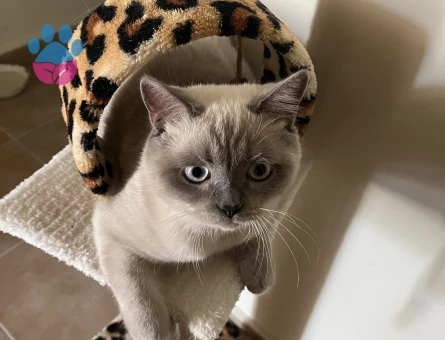 Kedimi çiftleştirmek istiyorum