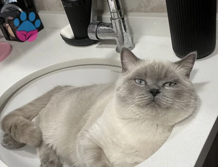 Kedimi çiftleştirmek istiyorum