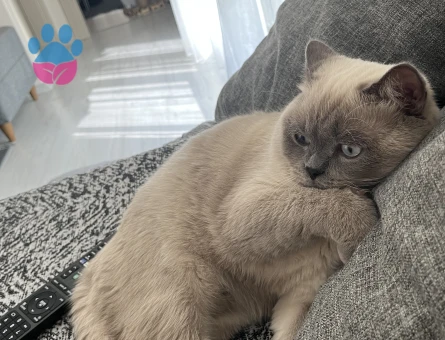 Kedimi çiftleştirmek istiyorum