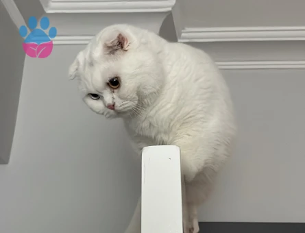 Oğluma eş arıyoruz