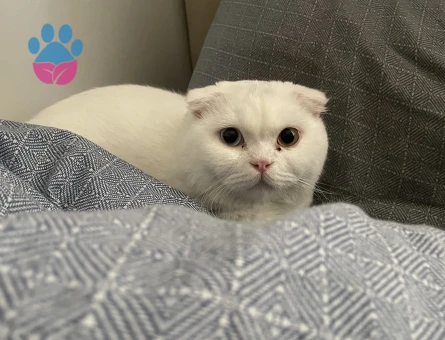 Oğluma eş arıyoruz