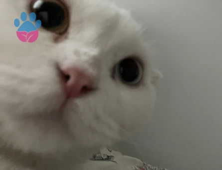 Oğluma eş arıyoruz