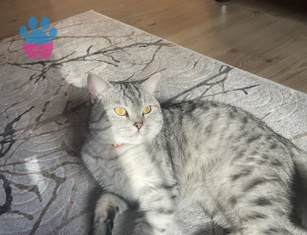 Oğluma gelin arıyorum