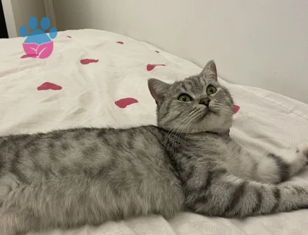 Oğluma gelin arıyorum