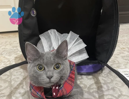 dişi kedime erkek arıyorum