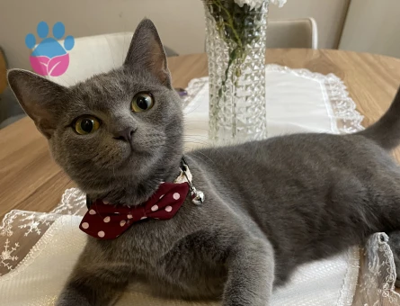 dişi kedime erkek arıyorum