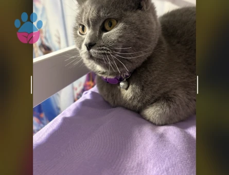 scottish straight Kedimiz için eş arıyoruz