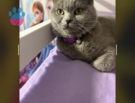 scottish straight Kedimiz için eş arıyoruz