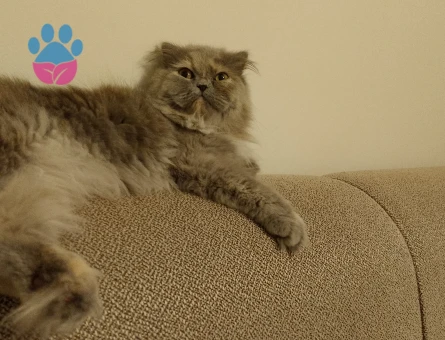 İran Kedisi 2 Yaşında Eş Arıyor