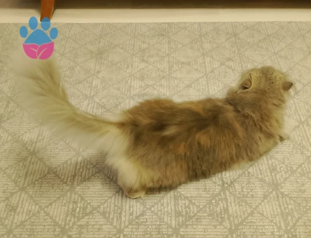 İran Kedisi 2 Yaşında Eş Arıyor