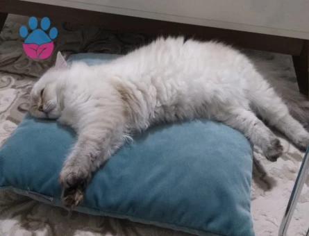 British Kedimize Eş Arıyoruz