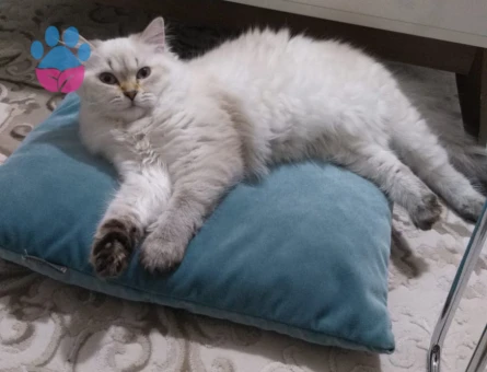 British Kedimize Eş Arıyoruz