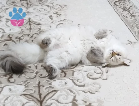 British Kedimize Eş Arıyoruz