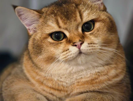 British Shorthair Golden Erkek Kedim Simba'ya Eş Arıyorum - 118973669