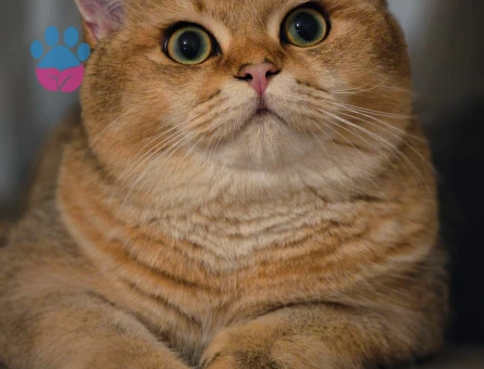 British Shorthair Golden Erkek Kedim Simba'ya Eş Arıyorum