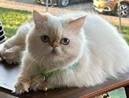 Chinchilla dişi kedim için erkek eş ariyorum - 118973672