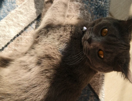 Eş arıyorum cins kedi - 118973674