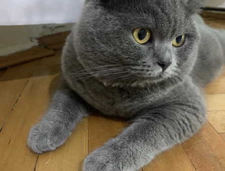 Erkek British shorthair 2,5yaşında - 118973675