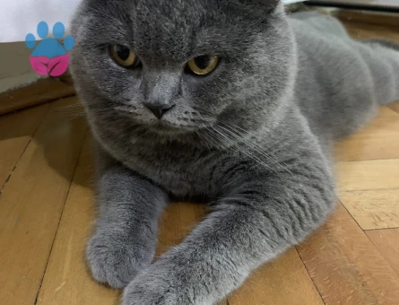 Erkek British shorthair 1,5 yaşında