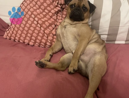 Oğlumuza dişi arıyoruz Anadolu yakasında