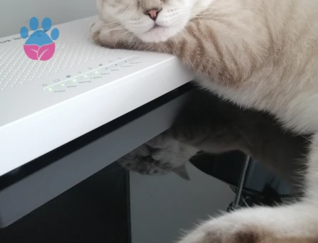 Lokumumuza eş arıyoruz