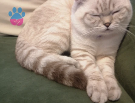 Lokumumuza eş arıyoruz