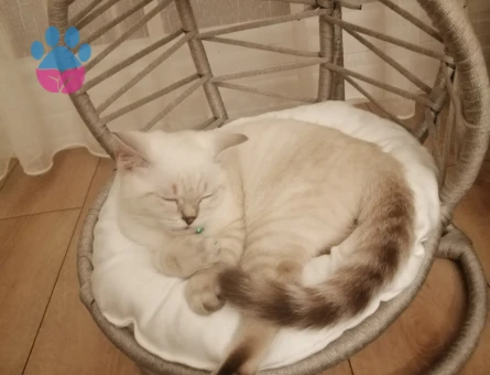 Lokumumuza eş arıyoruz