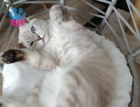 Lokumumuza eş arıyoruz