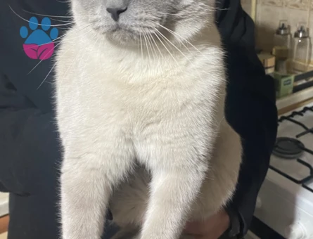 2 yaşında British Shorthair Bıdık