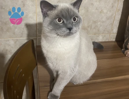 2 yaşında British Shorthair Bıdık