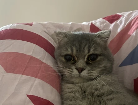 Scottish Fold Kızımıza eş arıyoruz - 118981416