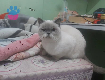 British Shorthair Kızım mia ya eş arıyorum