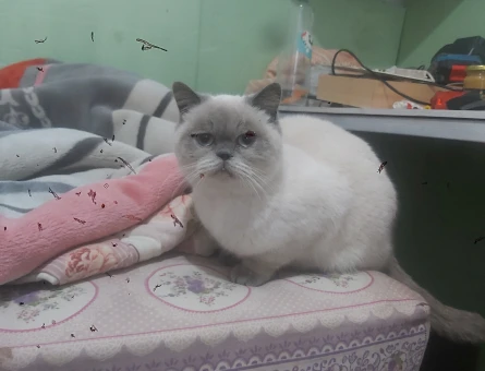 British Shorthair Kızım mia ya eş arıyorum - 118981417
