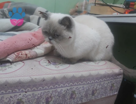 British Shorthair Kızım mia ya eş arıyorum