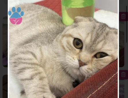 Scotish kızımıza evimizde ağırlayabileceğimiz eş arıyoruz