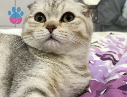 Scotish kızımıza evimizde ağırlayabileceğimiz eş arıyoruz