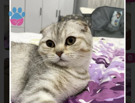 Scotish kızımıza evimizde ağırlayabileceğimiz eş arıyoruz