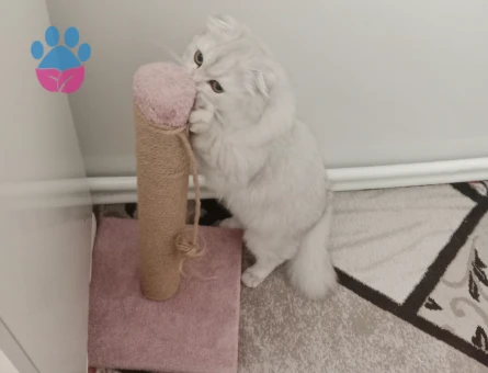 Scottish Fold 1 Yaşımda Kedime Eş arıyoruz