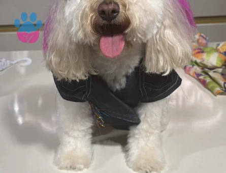 Toy Poodle Lora 3 Yaşında Eş Arıyor