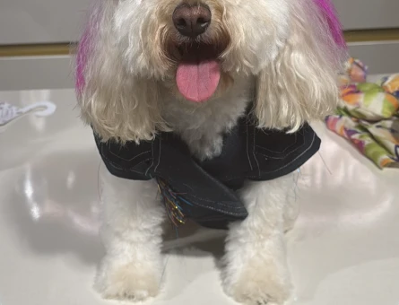 Toy Poodle Lora 3 Yaşında Eş Arıyor - 118981422