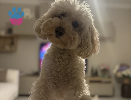 Toy Poodle Lora 3 Yaşında Eş Arıyor