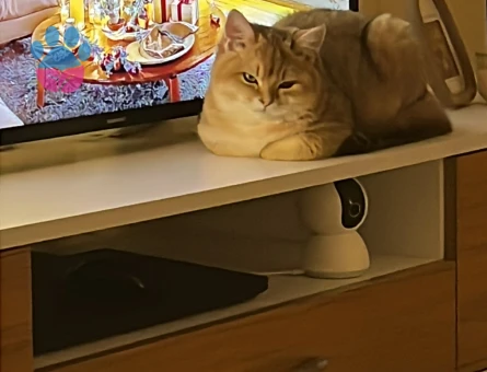 British Golden 1 Yaşında Eş Arıyoruz