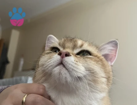 British Golden 1 Yaşında Eş Arıyoruz