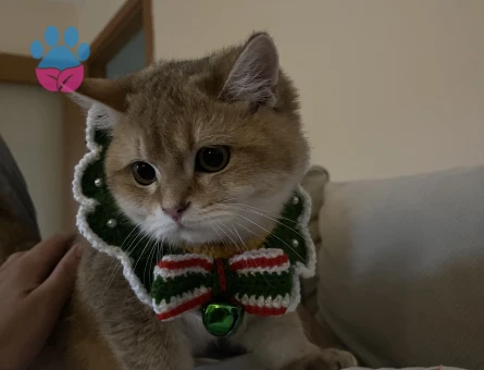 British Golden 1 Yaşında Eş Arıyoruz